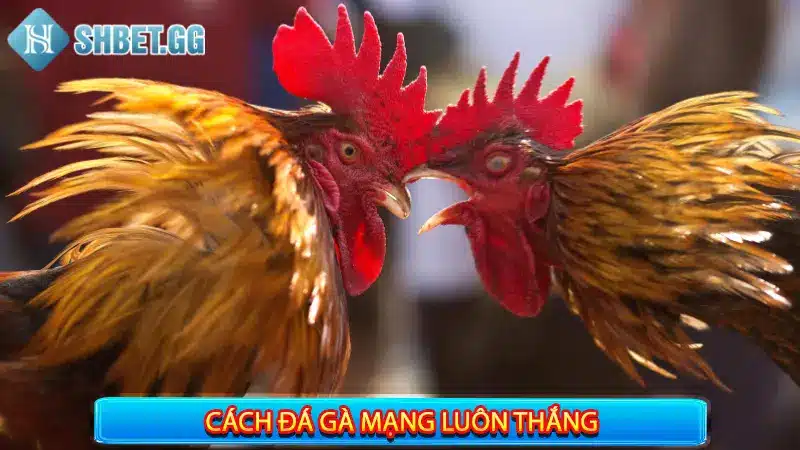 Cách Đá Gà Mạng Luôn Thắng Với 5 Bí Kíp Cực Hay 3 Cách đá gà mạng luôn thắng – 5 bí kíp cực hay từ các cao thủ