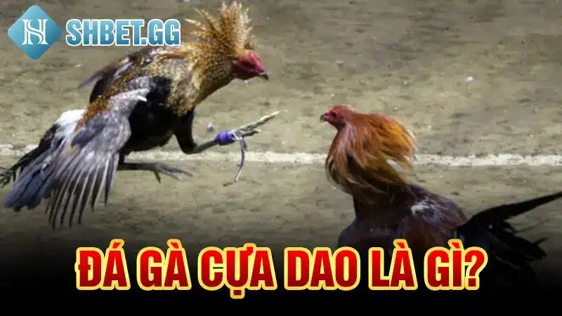 Đá Gà Cựa Dao Trực Tiếp Philippines - Sàn Đấu Kịch Tính 2 Đá gà cựa dao là gì?