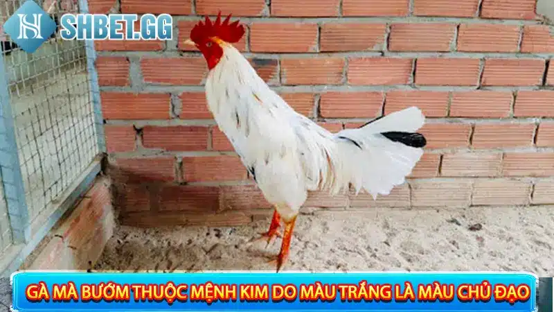 Gà Bướm Đá Ngày Nào Tốt? Giải Đáp 7+ Thắc Mắc Về Gà Bướm 3 Gà bướm mạng gì?