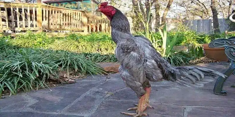 Xem Màu Mạng Gà Đá Hôm Nay Chuẩn Xác Từ Chuyên Gia 3 Gà Xám là giống chiến kê mệnh Mệnh được nhiều người yêu thích