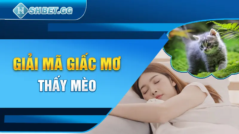 Mơ Thấy Mèo - Giải Mã 7 Điềm Báo Khi Chiêm Bao Thấy Loài Mèo 3 Giải mã giấc mơ thấy mèo