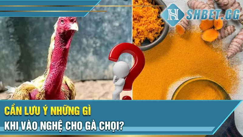 Cách vào nghệ cho gà chọi để phát huy tối đa công dụng 7 Cần lưu ý những gì khi vào nghệ cho gà chọi?