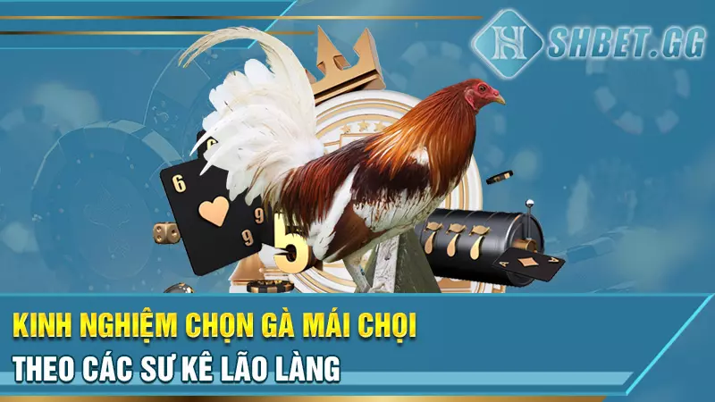 Sư kê lão làng chia sẻ kinh nghiệm đúc gà chọi thiện chiến 4 Kinh nghiệm chọn gà mái chọi theo các sư kê lão làng