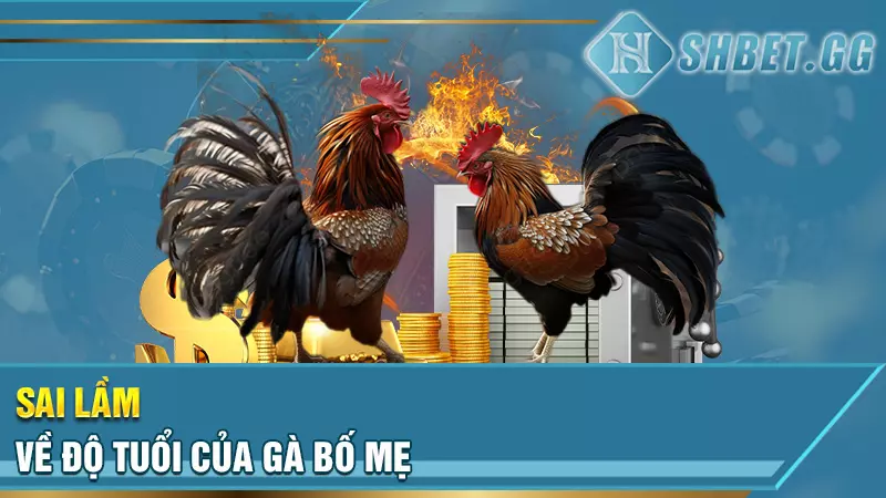 Sư kê lão làng chia sẻ kinh nghiệm đúc gà chọi thiện chiến 8 Sai lầm về độ tuổi của gà bố mẹ