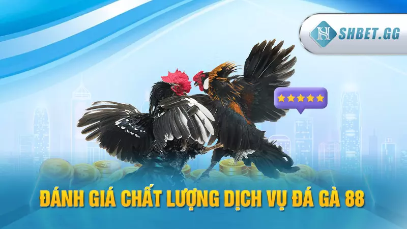 Đá Gà 88 - Trường đá gà trực tuyến đẳng cấp hàng đầu 4 Đánh giá chất lượng dịch vụ đá gà 88