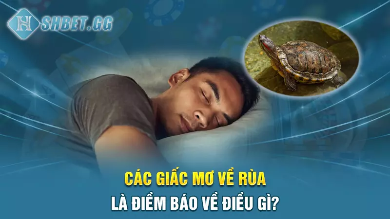 Giải mã nằm mơ thấy rùa đánh số mấy chắc thắng 100% 3 Các giấc mơ về rùa là điềm báo về điều gì?