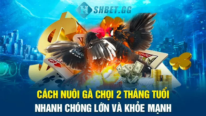 Bí quyết và cách nuôi gà chọi 2 tháng tuổi nhanh to lớn 5 Cách nuôi gà chọi 2 tháng tuổi nhanh chóng lớn và khỏe mạnh