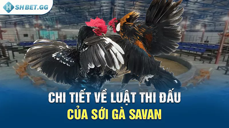 Sới gà Savan - Địa điểm diễn ra các trận đấu nảy lửa 5 Chi tiết về luật thi đấu của sới gà Savan