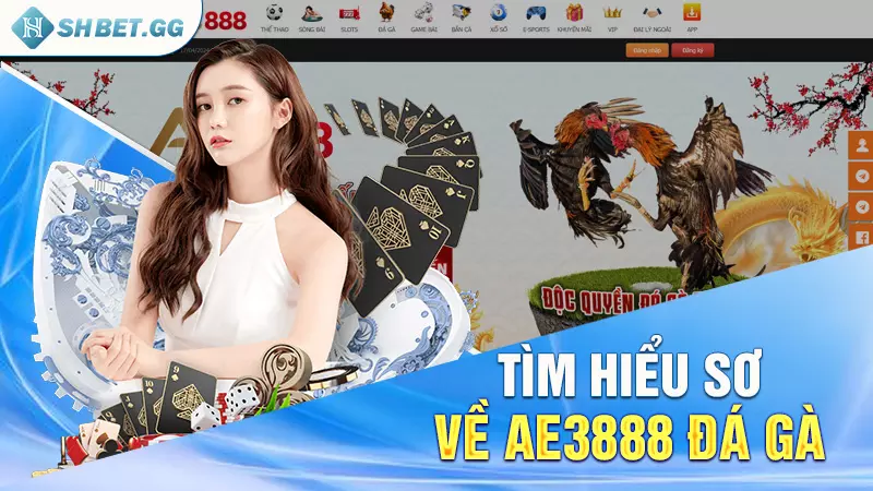 Ae3888 đá gà - Thiên đường đấu kê cho anh em hot năm 2024 2 Tìm hiểu sơ về ae3888 đá gà