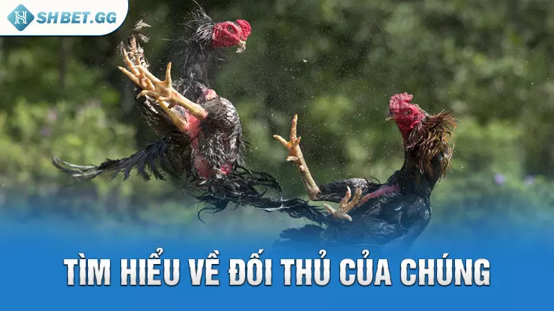Chọi gà rừng là gì và bí quyết cược luôn thắng 7 Tìm hiểu về đối thủ của chúng