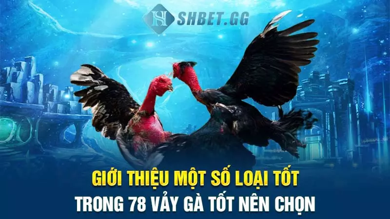 Khám phá thông tin thú vị về 78 vảy gà tốt nên chọn 4 Giới thiệu một số loại tốt trong 78 vảy gà tốt nên chọn
